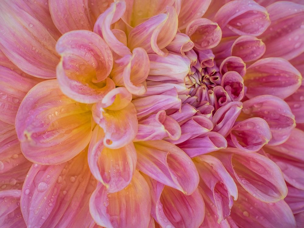 Oregon-Canby-Swam Island Dahlias-Dahlia flower close-ups